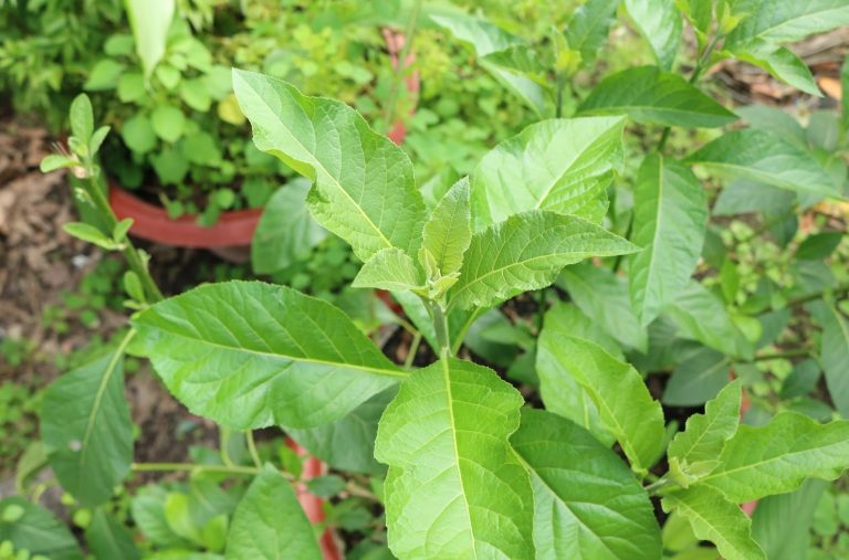 Canh tiết lá đắng Lai Châu