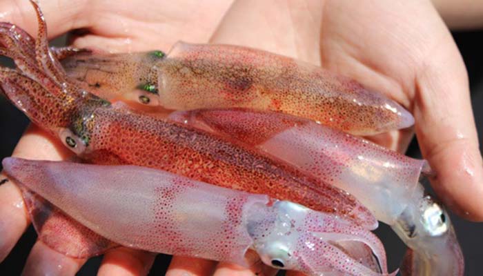 mực nhảy Vũng Áng