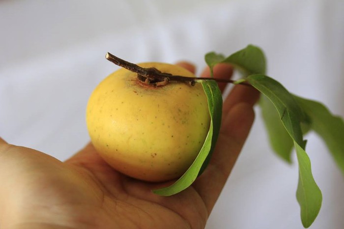 Giới thiệu về quả thị