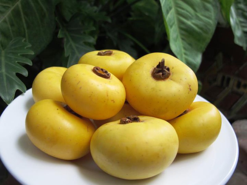 Tác dụng của quả thị