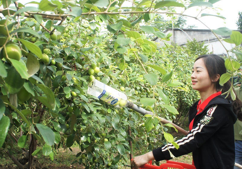 cây táo nơi đây đã trở thành loại cây trồng chủ lực của bà con nông dân địa phương.