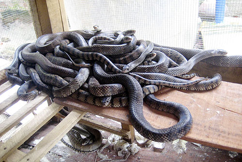 Rắn ráo đen tại Hà Nội là rắn gì?