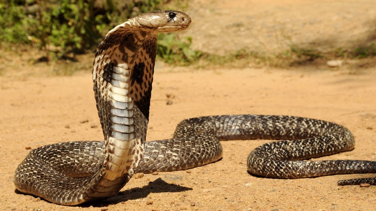 Giới thiệu về rắn hổ mang tại Hà Nội