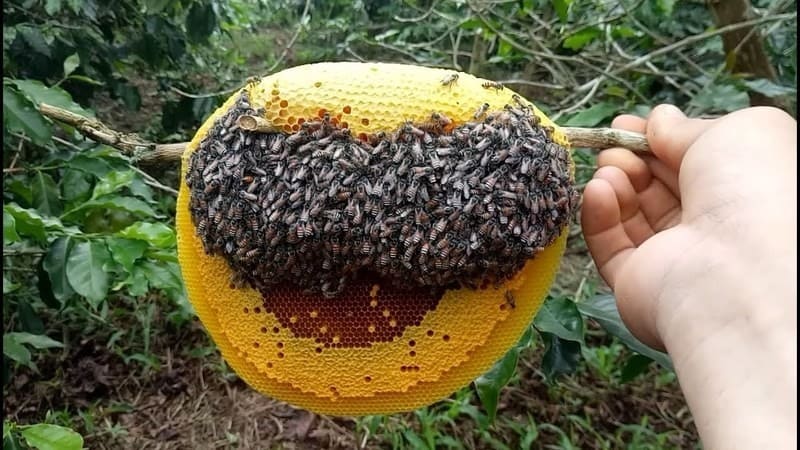 Mật ong rừng xịn 