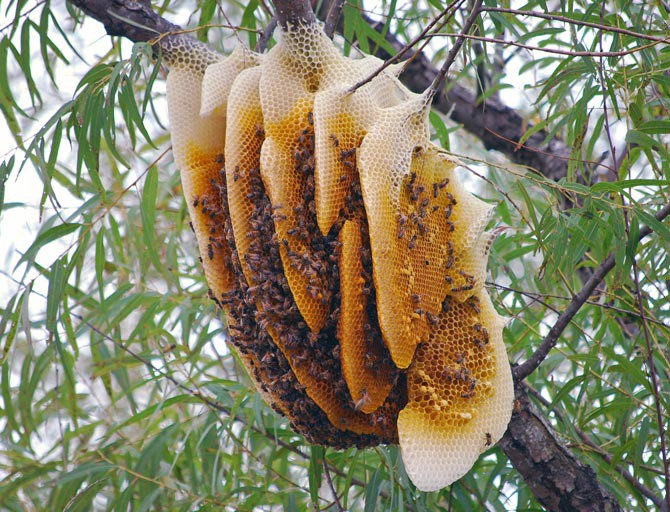 Tại sao mật ong rừng nguyên chất giá bao nhiêu cũng hút hàng?