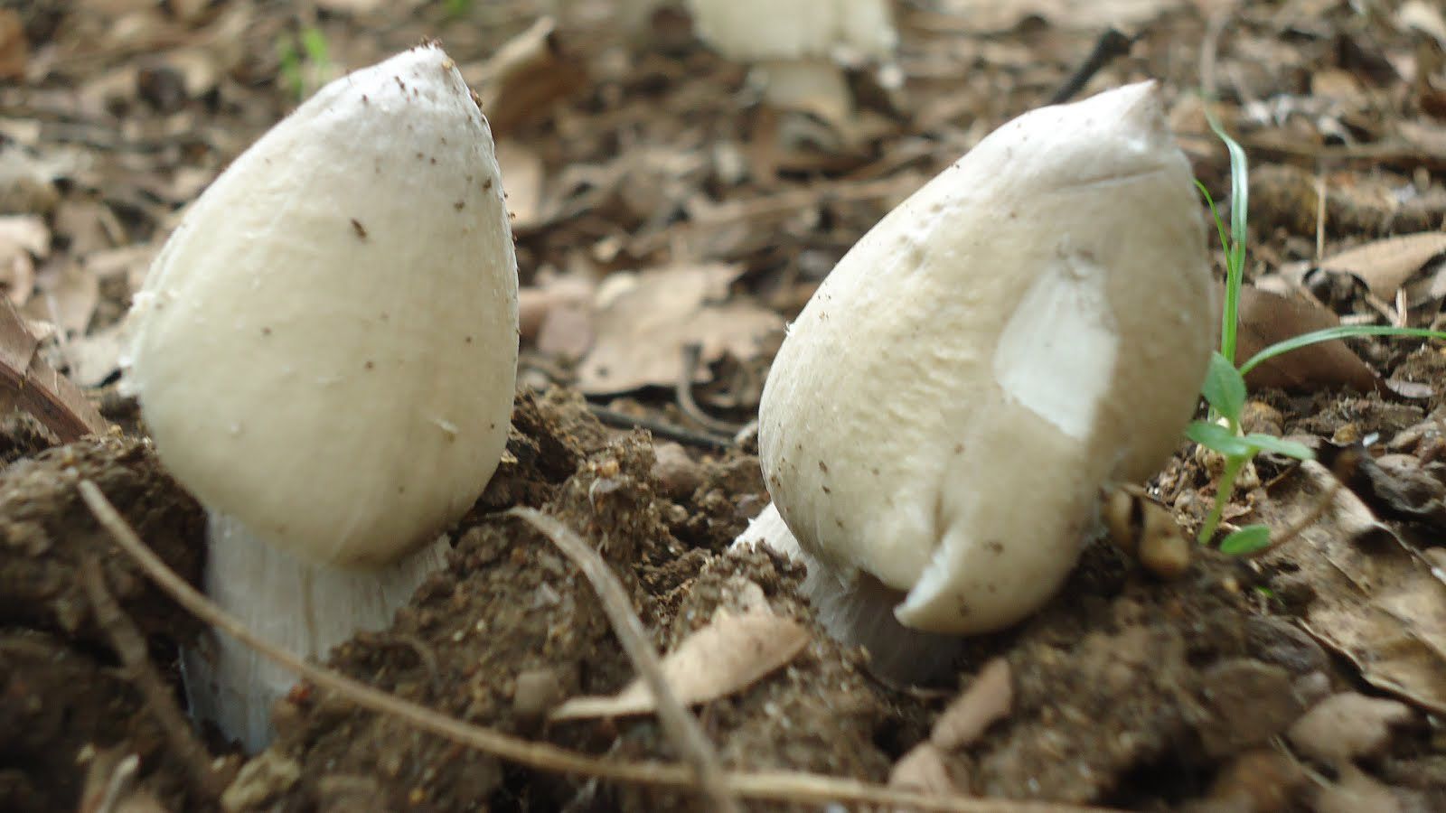 Thành phần dinh dưỡng của nấm mối