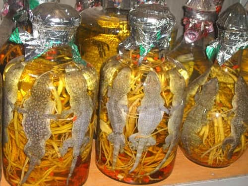 Tắc kè ngâm rượu