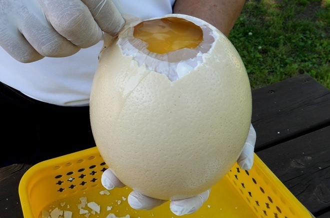 Trứng đà điểu 5