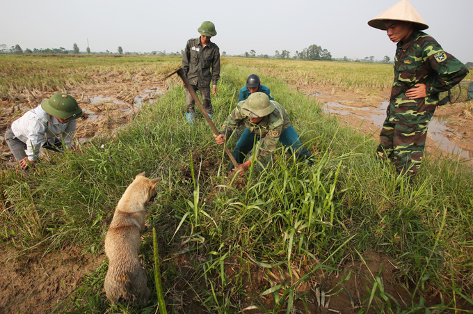 Người dân bắt chuột