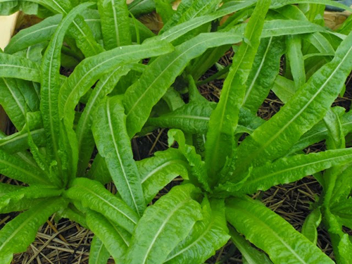 Salad rau diếp trộn với đậu phụ khô