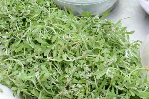 rau khúc nguyên liệu chính là bánh khúc