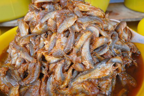 Hướng dẫn cách làm mắm cá chốt An Giang