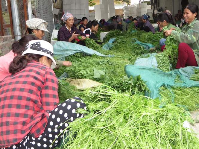 Bà con ngồi bó su su